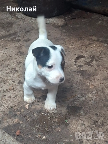 Джак Ръсел Териер , снимка 3 - Джак ръсел териер - 52572882