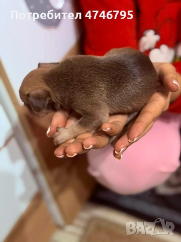 Малки Кученца бели,кафяви и бежови си търсят стопани, снимка 9 - Пинчер - 53598145