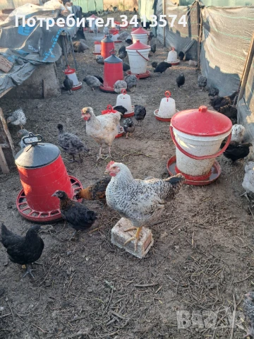 Продавам пилета различна възраст , снимка 1