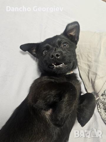 Айра си търси дом