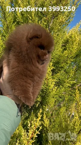 Померан момче, снимка 2 - Померан - 48491717