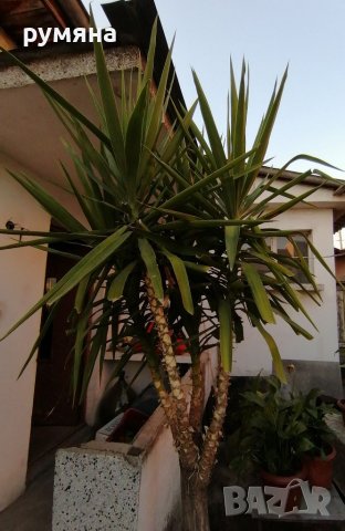 15г палма Юка височина 2. 80 м, снимка 6 - Градински цветя и растения - 38399716