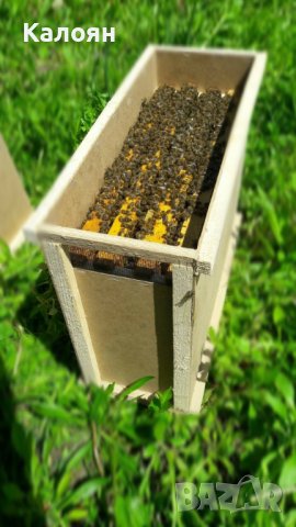 Пчелни отводки  сезон 2024 записване, снимка 1 - За пчели - 43262933