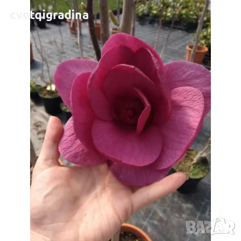 Magnolia Black Tulip (Магнолия Черно Лале), снимка 2 - Градински цветя и растения - 50077831