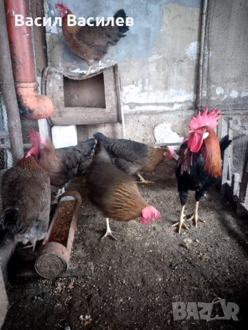 Продавам разплодни яйца , снимка 5 - Кокошки и пуйки - 39458687