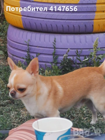 Чихуахуа за разплод , снимка 3 - Търси партньор - 51553544