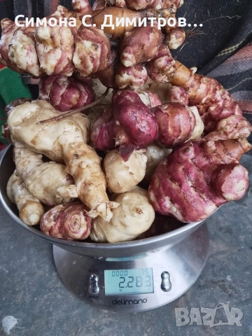 Продавам земна ябълка , снимка 2 - Други - 52562040