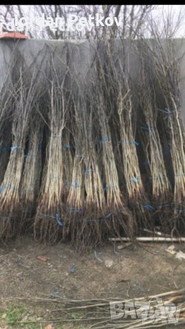 Орехови фиданки, снимка 5 - Други - 38424864