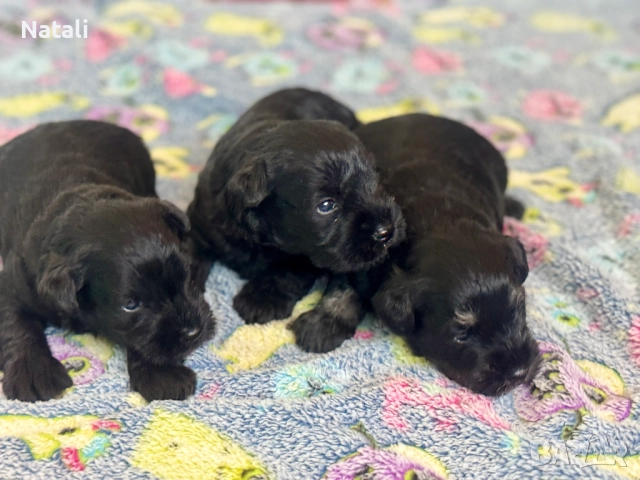 🐶 Малки съкровища търсят своя дом 🐾, снимка 6 - Други - 52828955