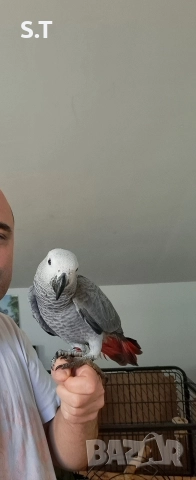 Папагал кралско жако, снимка 6 - Папагали - 52735318