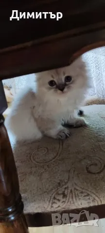 Дългокосместо шотландско мъжко, снимка 2 - Британска късокосместа - 50320973