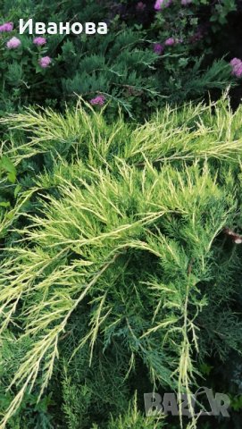 Юниперус медиа Фитцериана Ауреа, снимка 6 - Градински цветя и растения - 33141210