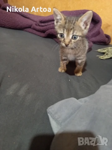 подарявам малки котета, снимка 4 - Други - 51297445