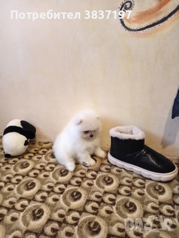 5 мъжки и 1 женско