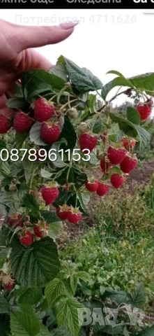 Разсад ягоди и малини , снимка 10 - Разсади - 53290171