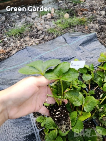 Ягоди Гигант, снимка 3 - Разсади - 51717283