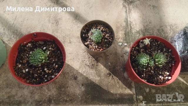 Семпервивум - дебелец различни сортове , снимка 11 - Градински цветя и растения - 52001936