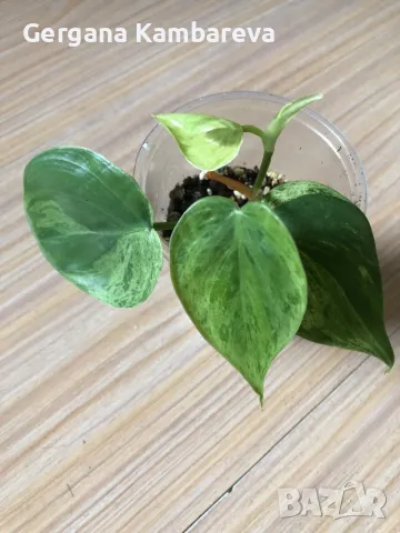 Philodendron oxycardium variegated , снимка 1