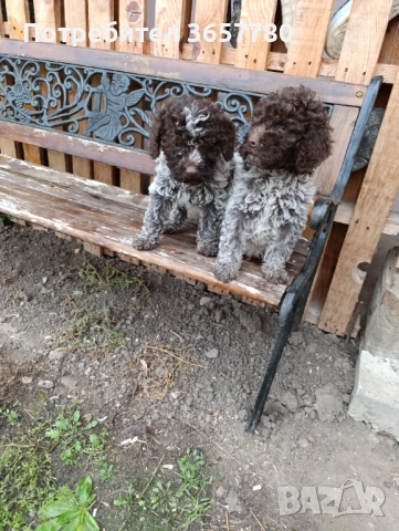 Логото романоел