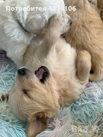 Голдън ретривър  момченце родословен баща, снимка 10 - Голдън ретривър - 53006041