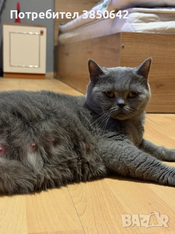 Британска котка 