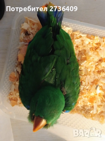 Папагал еклектус , снимка 9 - Папагали - 52723213