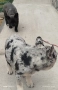 френски булдог момче и момиче, снимка 5