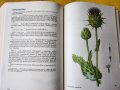 Нашите растения в лекарствата / Nase rosliny v lekarstvi, книга за билките и употребата им-на чешски, снимка 5