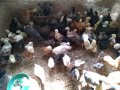 Пилета, еднодневни Бройлери и пъдпъдъци, снимка 6