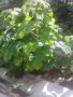Продава пауловния томентоса, снимка 2