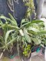 Цветя и кактуси различни видове, снимка 1 - Стайни растения - 32851734