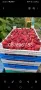 Разсад ягоди , снимка 14