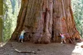Нови качествени 15 семена от гигантска секвоя мамутово дърво sequoiadendron giganteum за декорация, снимка 7