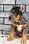 American Bully XL, снимка 4