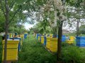 пчелни отводки, снимка 1 - Други - 39461953