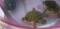 Земноводни костенурки , снимка 1 - Други животни - 43098488