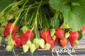 Продавам разсад целогодишни ягоди сорт Роксана, снимка 3