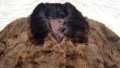 Дамско палто естествен косъм размер ХЛ, снимка 5