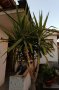 15г палма Юка височина 2. 80 м, снимка 6