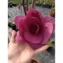 Magnolia Black Tulip (Магнолия Черно Лале), снимка 2