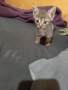 подарявам малки котета, снимка 4