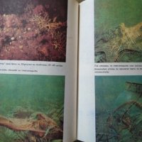 Октоподите. Гъвкавата интелигентност / Животните на Антарктида  1978 г.-1989 г., снимка 3 - Специализирана литература - 27359299