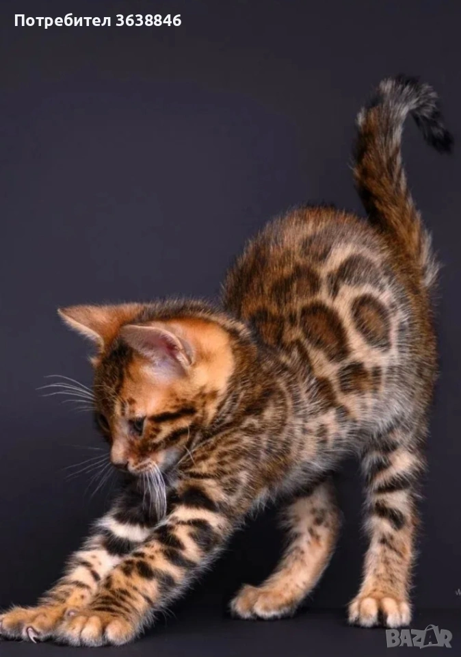 Бенгалски котете, снимка 1