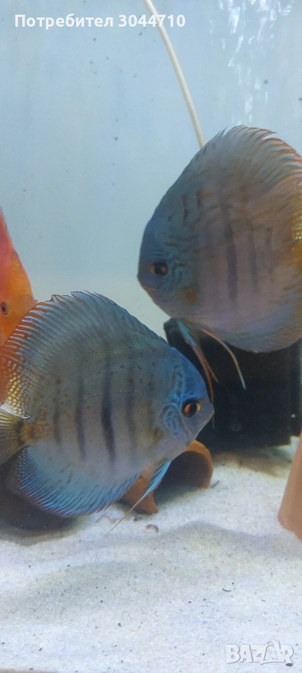 Дискуси чифт, снимка 1