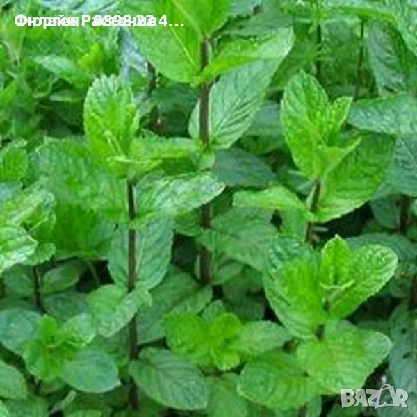 Билки и Подправки, снимка 1