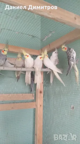 Папагали - разнообразие, снимка 1