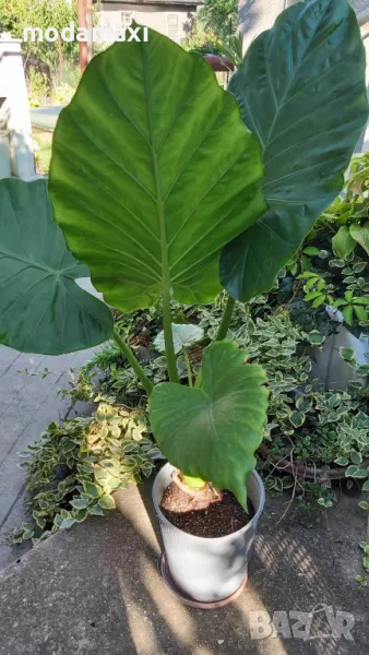 Трилистници, снимка 1