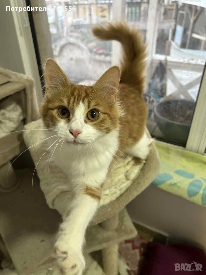 Подарявям Ангорско коте, снимка 1