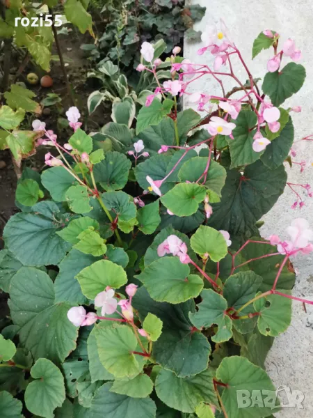 Градинска бегония студоустойчива на гол корен., снимка 1
