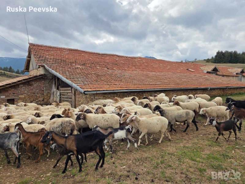 Продавам овце за дамазлък, снимка 1